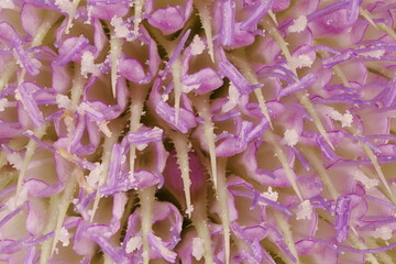 Wild Teasel (Dipsacus fullonum). Inflorescence Detail Closeup