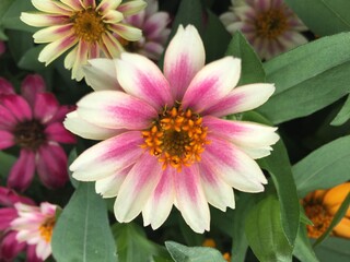 Obraz premium African daisies are available in many colors such as blue, yellow and purple and find a variety of colors such as white, cream, pink, purple, purple to yellow, green petioles....