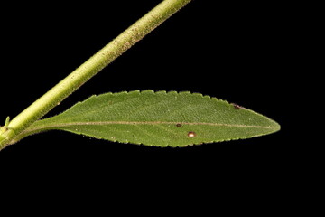 Spiked Speedwell (Veronica spicata). Leaf Closeup