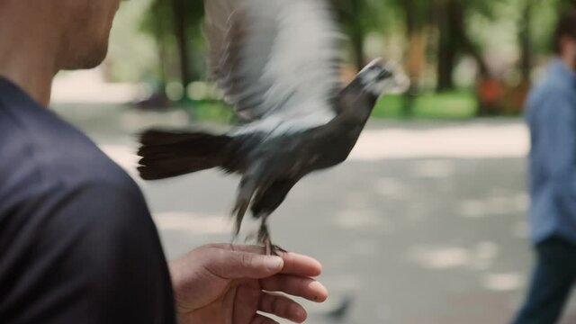 A pigeon takes off from the hands of a man in a city park. In the background is another man and the greenery of a city park.