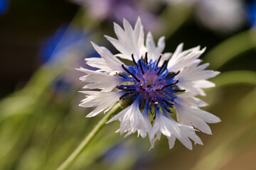 Close up from a blue and white corn flower