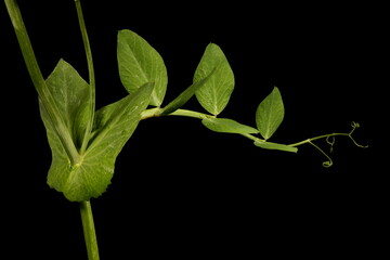 Garden Pea (Pisum sativum). Leaf Closeup - obrazy, fototapety, plakaty