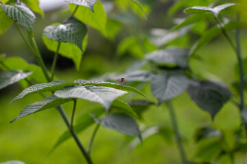 Green raspberry leaf in the garden. Ripe raspberries