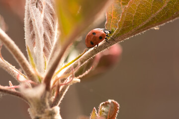 Ladybug on an appletree leaf, photo made in Weert the Netherlands