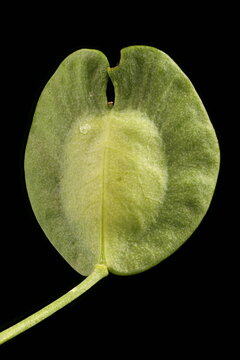 Field Penny-Cress (Thlaspi arvense). Fruit Closeup