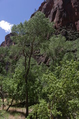 Fototapeta premium Trails in Zion National Park, Utah