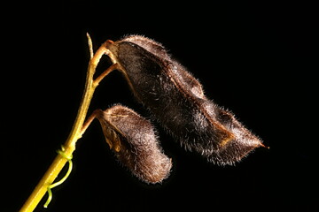 Hairy Tare (Vicia hirsuta). Mature Fruit Closeup