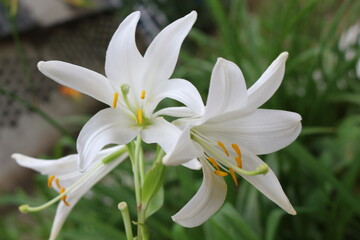 
White lilies washed by summer rain. Drops of water lie on delicate flower petals