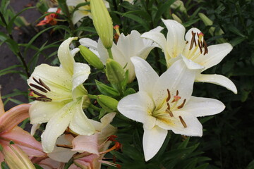 
White lilies washed by summer rain. Drops of water lie on delicate flower petals
