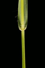 Yellow Bristle Grass (Setaria pumila). Leaf Sheath Closeup