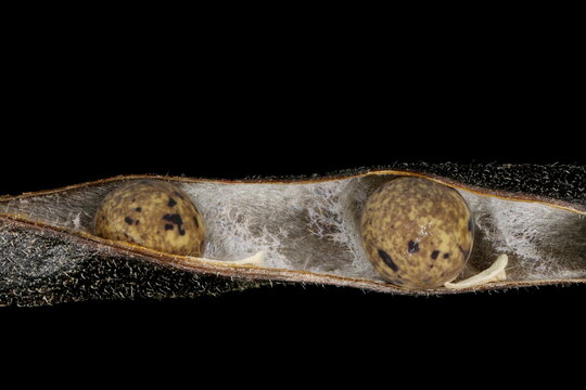 Narrow-Leaved Vetch (Vicia angustifolia). Seed Closeup