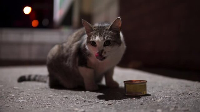 Hungry stray cat eats meat pate food from a volunteer. 