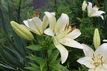 Obraz premium White lilies washed by summer rain. Drops of water lie on delicate flower petals