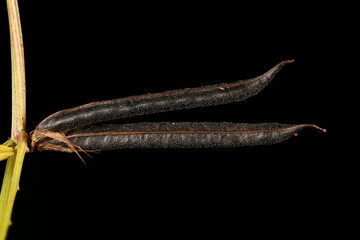 Narrow-Leaved Vetch (Vicia angustifolia). Mature Fruit Closeup