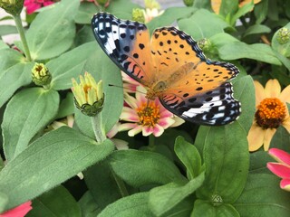 African daisies come in many colors such as blue, yellow and purple and find a variety of colors such as white, cream, pink, purple, purple to yellow. A bee is sucking the nectar from the pollen.
