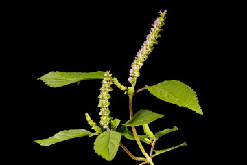 Vietnamese Balm (Elsholtzia ciliata). Habit