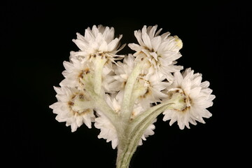 Pearly Everlasting (Anaphalis margaritacea). Inflorescence Closeup