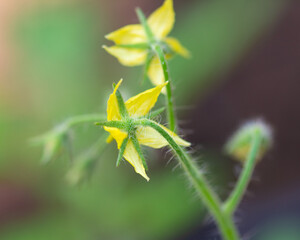 Tomato Blossom Sepal