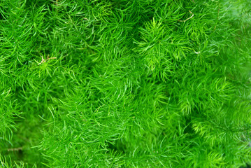 
various types of plants, green, gray, red, heart, white, crocodile's tail, striped