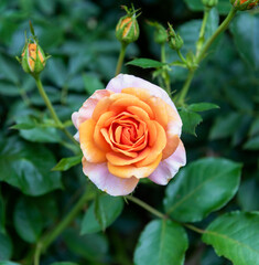 blooming garden rose with two buds