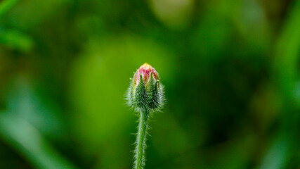 grass flower that hasn't bloomed yet