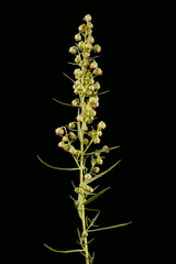 Tarragon (Artemisia dracunculus). Inflorescence Closeup