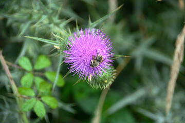Chardon , plante rustique .