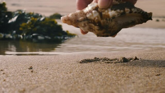 Sea shell in the sand, a woman hand picks it up and washes it in the water. Beachcomber finds a conch shell. Slow-motion footage.