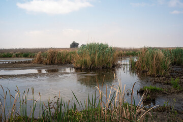 Marievale Bird Sanctuary, Nigel, Afrique du Sud