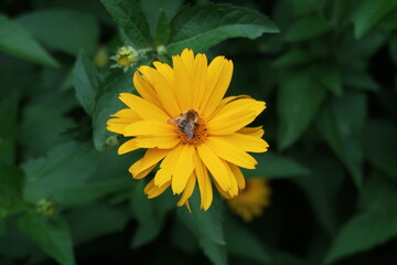 bee on flower