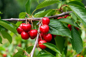 ripe sweet cherries on the tree