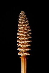 Field Horsetail (Equisetum arvense). Strobilus Closeup