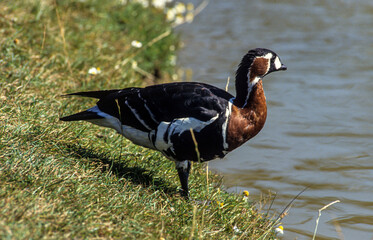 Bernache à cou roux,.Branta ruficollis, Red breasted Goose