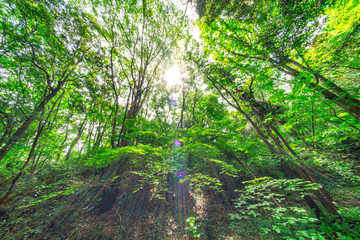 【エコイメージ】マイナスイオンたっぷりな森林