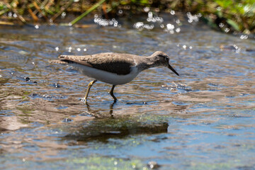 Chevalier guignette,.Actitis hypoleucos, Common Sandpiper