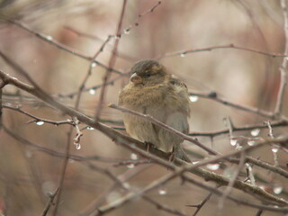 House sparrow (Passer domesticus) in Belarus