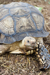 Naklejka premium A large tortoise at a petting zoo.