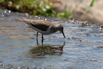 Chevalier guignette,.Actitis hypoleucos, Common Sandpiper