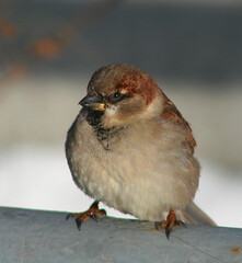 House sparrow (Passer domesticus) in Belarus