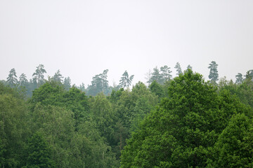Obraz na płótnie Canvas forest after rain