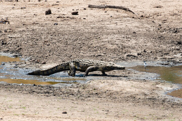 Crocodile du Nil , Crocodylus niloticus, Afrique du Sud