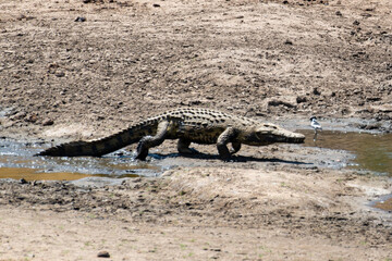 Crocodile du Nil , Crocodylus niloticus, Afrique du Sud