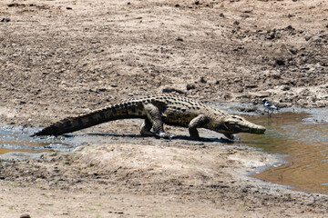 Crocodile du Nil , Crocodylus niloticus, Afrique du Sud