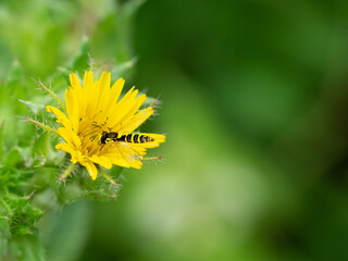 Hoverfly on yellow wildflower close-up with green background