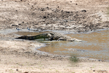 Crocodile du Nil , Crocodylus niloticus, Afrique du Sud
