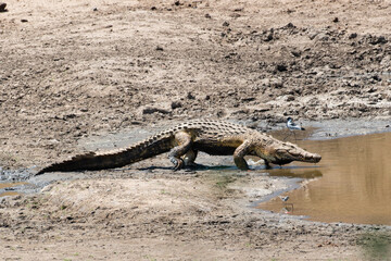 Crocodile du Nil , Crocodylus niloticus, Afrique du Sud