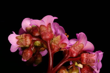 Thick-Leaved Elephant-Ears (Bergenia crassifolia). Flowers Closeup
