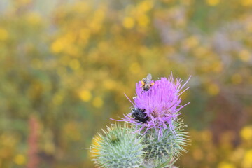 Hummel auf Diestelblüte