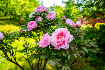Pink blooming peony flowers on shrub in garden full of sunlight.