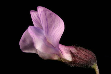 Bush Vetch (Vicia sepium). Flower Closeup